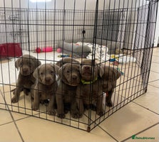 Labrador Retriever dogs Stunning silver Labradors ready now boys only - Advert 13