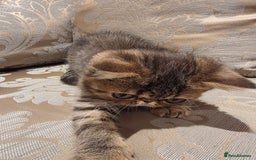 Exotic cats for sale: Super high quality Exotics - TICA reg pedigree - Image 16