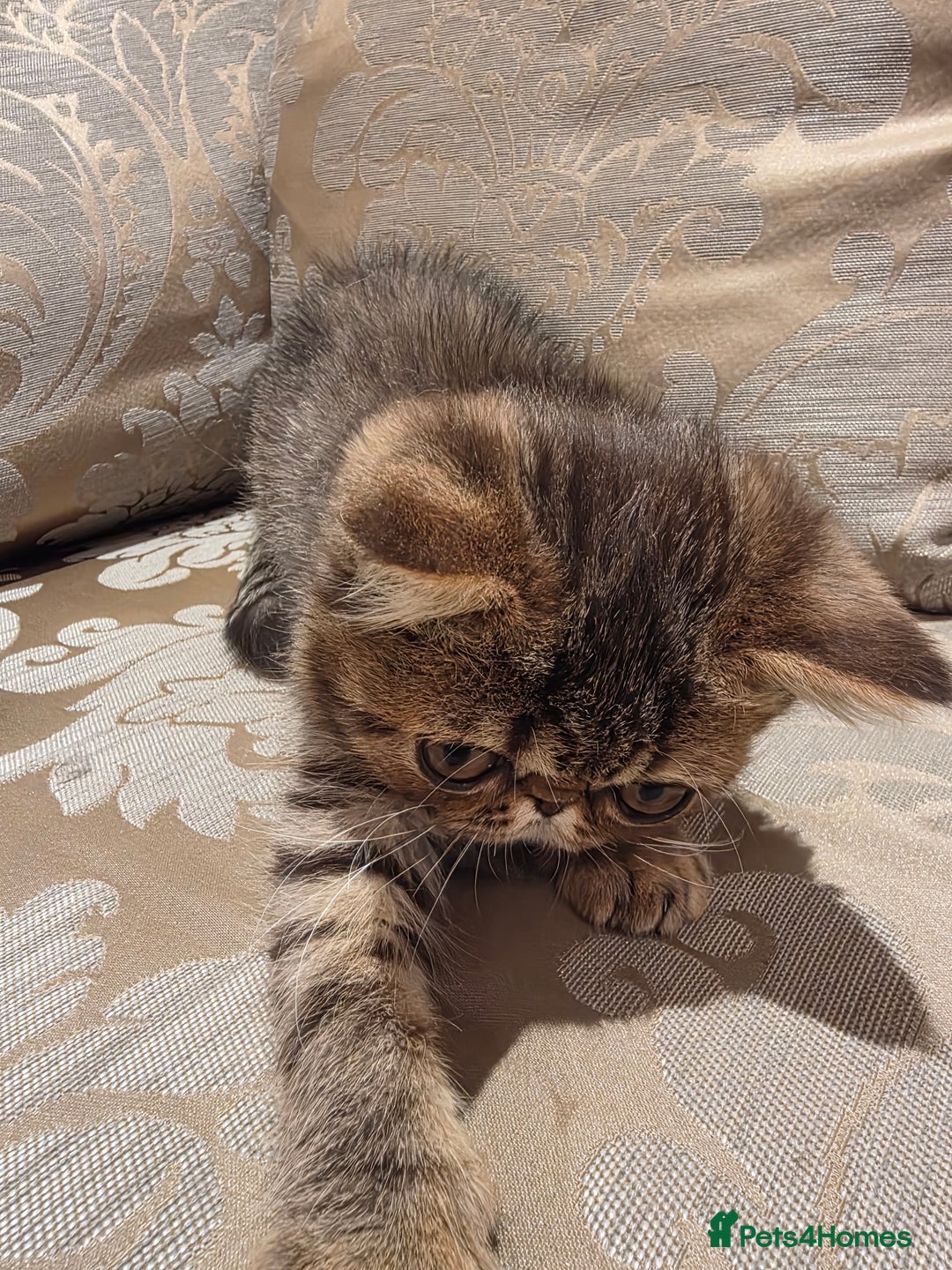 Exotic cats for sale: Super high quality Exotics - TICA reg pedigree - Image 16