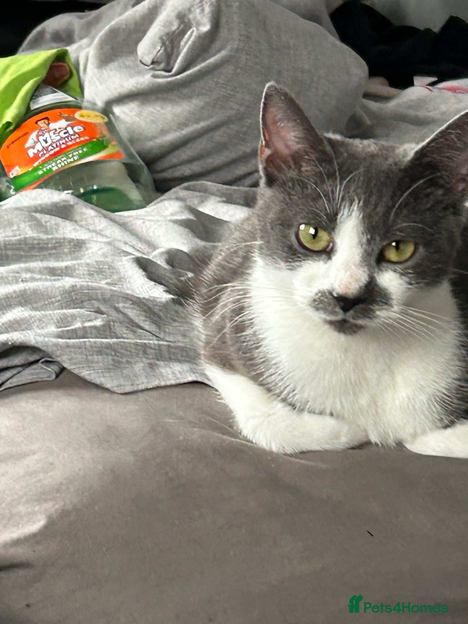 Mixed Breed cats 1 year old female cat for sale  - Advert 1