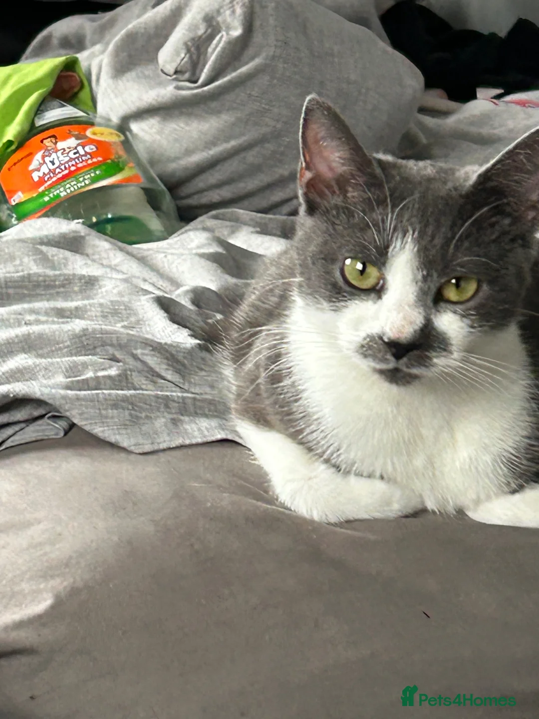 Mixed Breed cats for sale: 1 year old female cat for sale  in Northampton - Advert 1