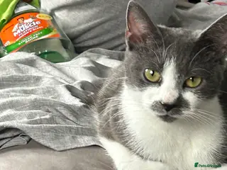 Mixed Breed cats 1 year old female cat for sale - Advert 1