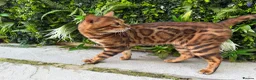 Bengal cats for stud: Brown Rosette Stud Available - Advert 3