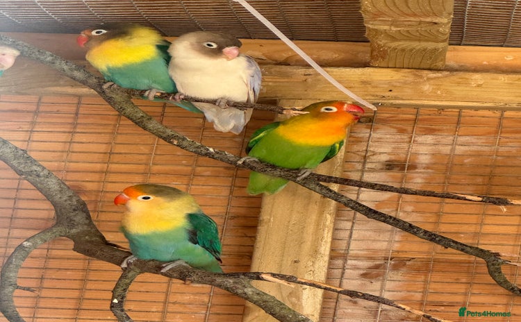 Lovebirds birds in Boston - Advert 1