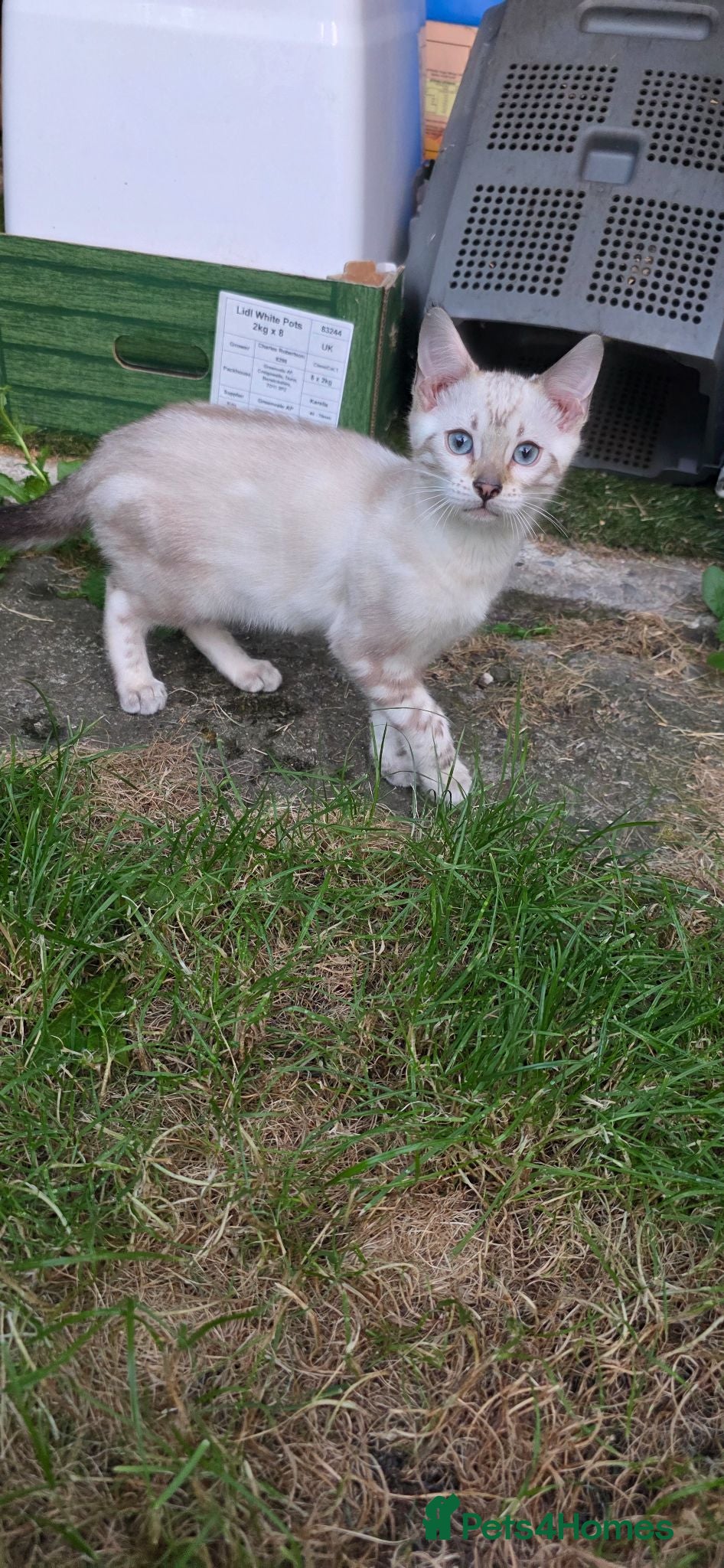 Bengal cats Pure Snow bengal  - Advert 2