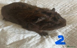 Guinea Pig rodents for sale: Skinny pig and smooth haired Guinea pigs - Image 20