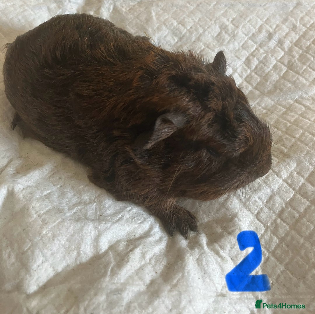 Guinea Pig rodents for sale: Skinny pig and smooth haired Guinea pigs - Image 20