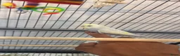 Budgerigars birds for sale: Hand tamed rainbow clearwing budgies  - Advert 3