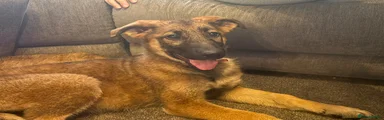 German Shepherd 3