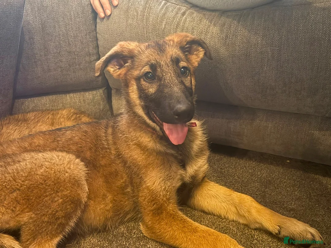 German Shepherd dogs for sale: 12 week old German shepherd puppies in Crook - Advert 2