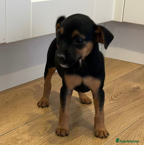 Jack Russell dogs - Advert 4