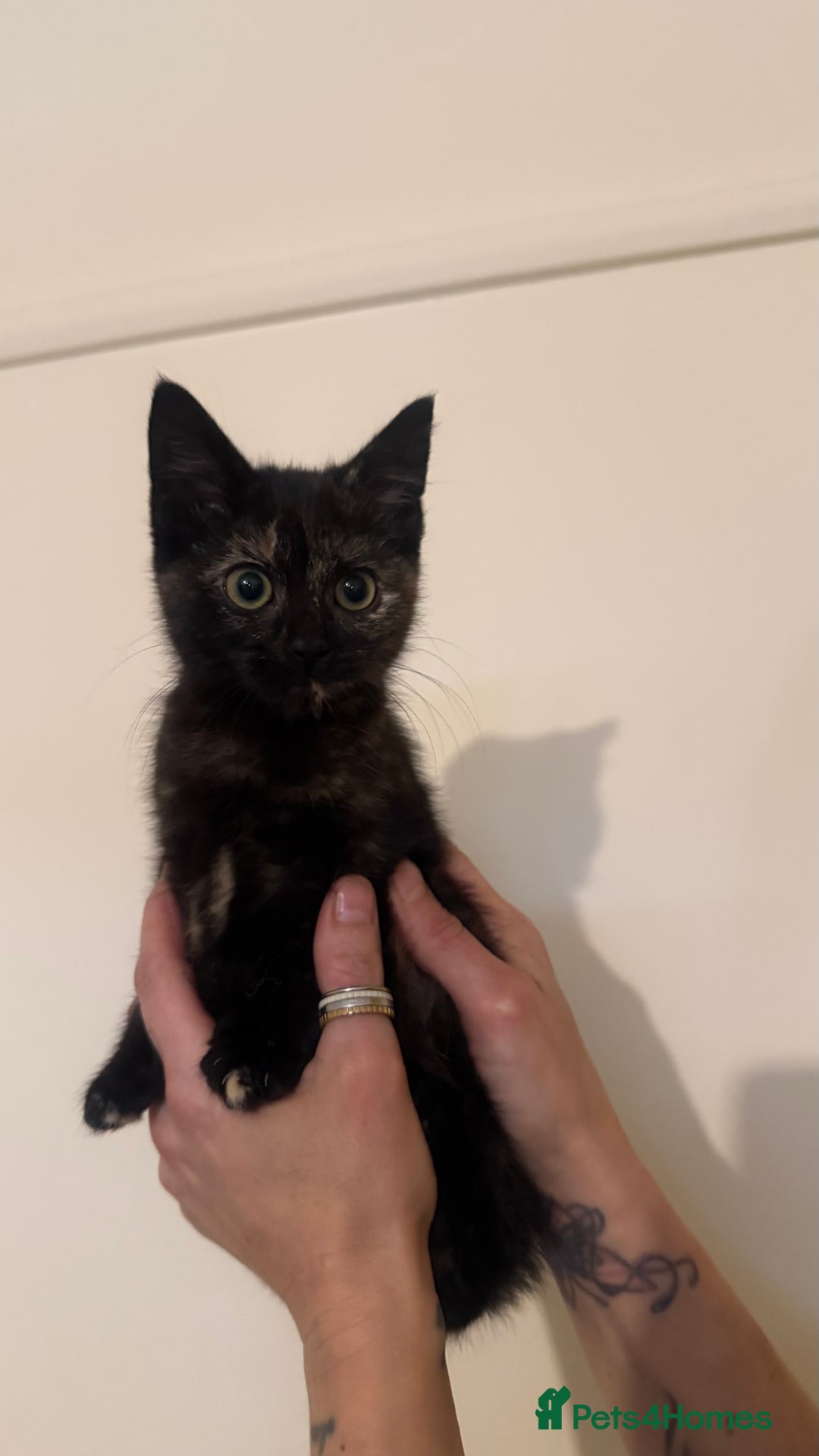 Domestic Shorthair cats for sale: Lovely kitten ready for forever home  - Advert 7