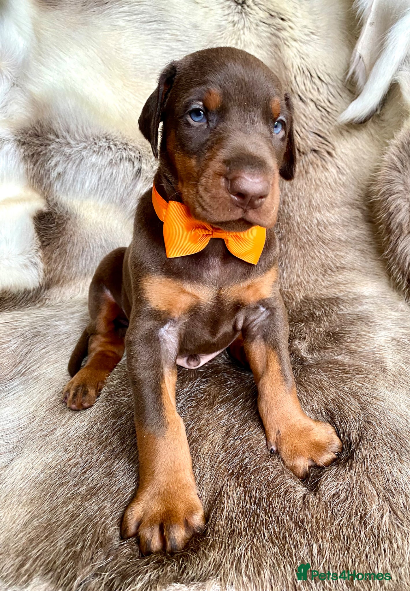 Dobermann dogs for sale: *KC REGISTERED* HEALTH TESTED DOBERMAN PUPPIES - Advert 29