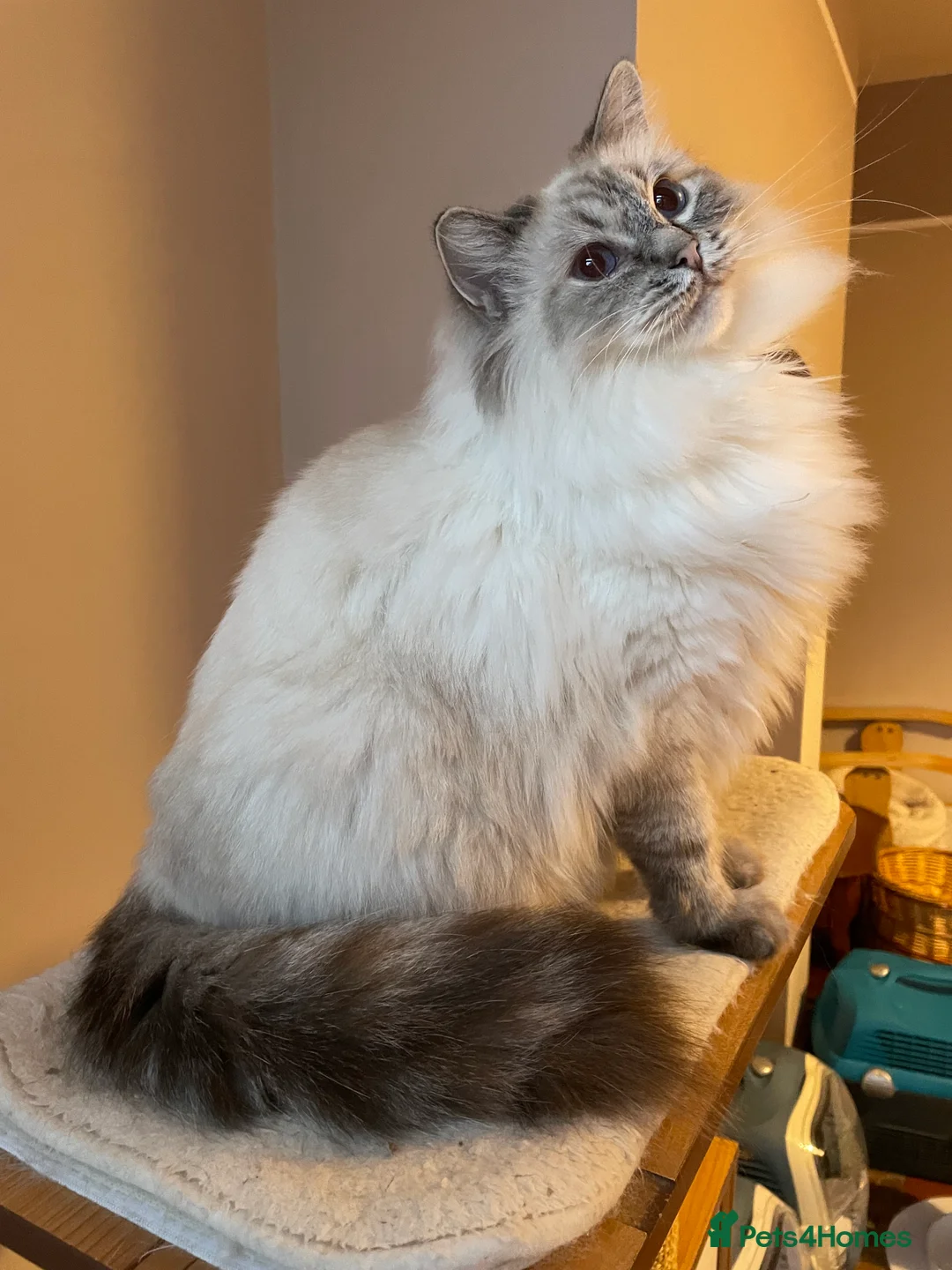 Ragdoll cats for sale:  Retiring now  - Advert 13