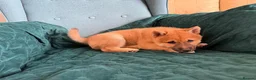 Japanese Shiba Inu dogs for sale: Last Lovely Shiba Inu Puppy, Ready for home now! - Advert 7