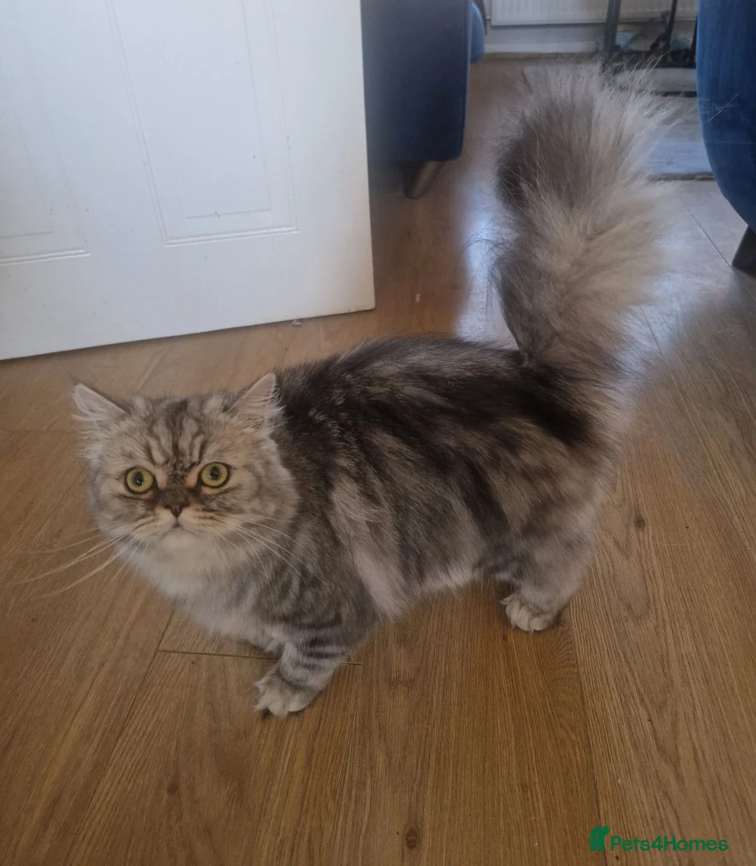 Persian cats for sale: Persian Boy  - Advert 2