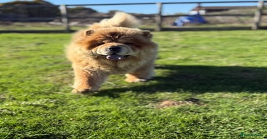 Chow Chow dogs - Advert 1