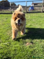 Chow Chow dogs - Advert 1