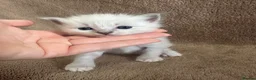 Ragdoll cats for sale: Ragdoll kittens  in Edinburgh - Advert 28