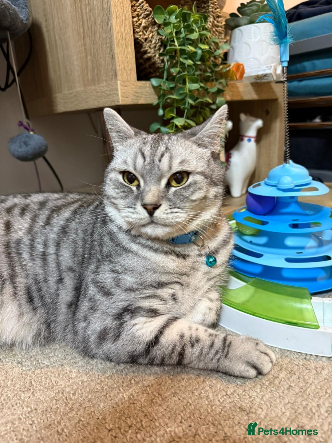 British Shorthair cats for sale: Indoor Cat  - Image 3