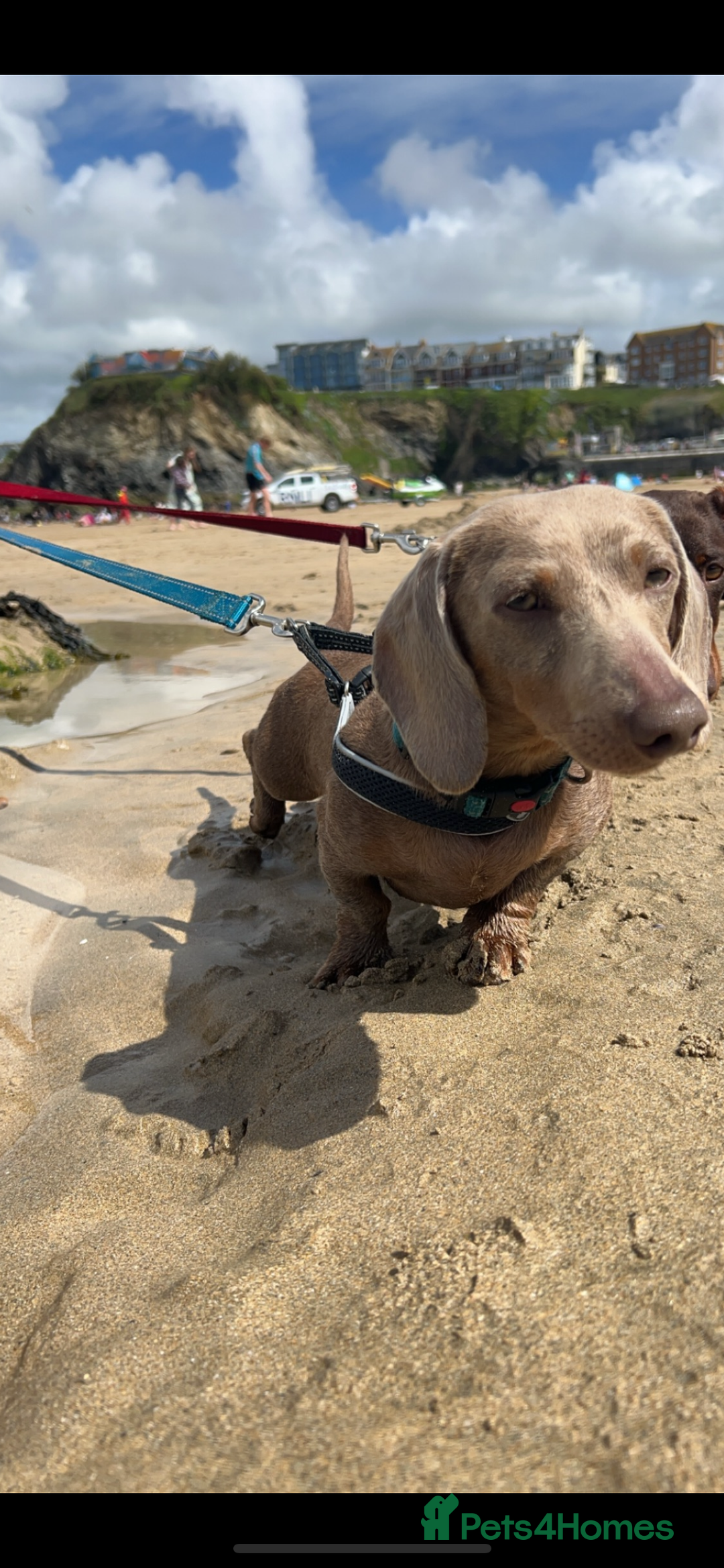 Miniature Dachshund dogs for stud: Mini dachshund STUD - Advert 3