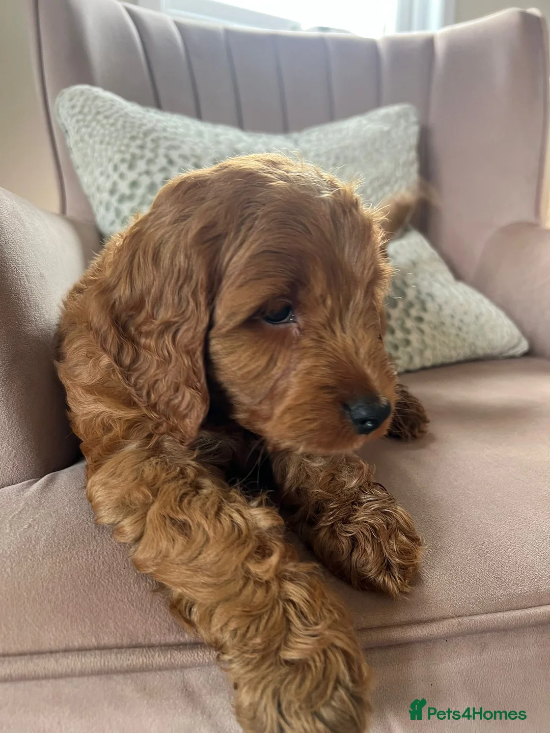Cavapoo dogs for sale: Stunning red cavapoo puppies  - Advert 1