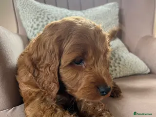 Cavapoo dogs Stunning red cavapoo puppies - Advert 2