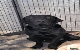 Labrador Retriever dogs for sale: Black Labrador  - Image 1