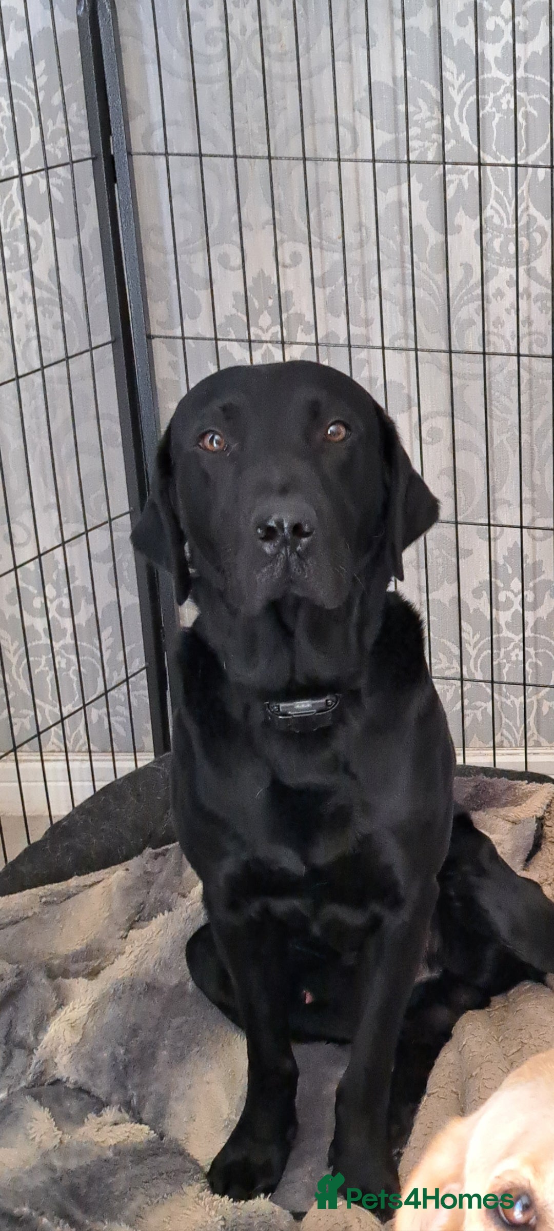 Labrador Retriever dogs for sale: Black Labrador  - Image 1