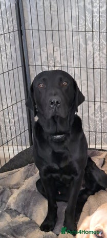 Labrador Retriever dogs - Advert 4