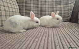 Mini Lop rabbits for sale: Baby rabbits for sale  - Image 5