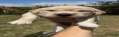 Golden Retriever 1