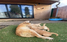Golden Retriever dogs for sale: 5⭐️ Golden Retriever Puppies - Ready Soon ❤️🐶 - Image 20