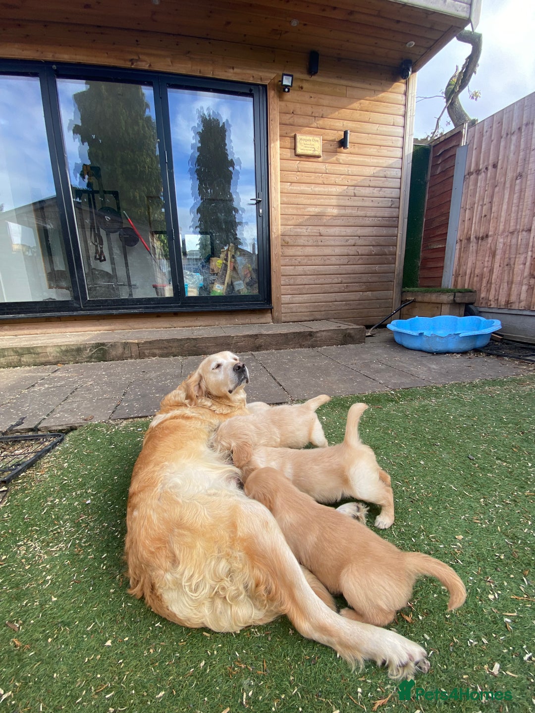 Golden Retriever dogs for sale: 5⭐️ Golden Retriever Puppies - Ready Soon ❤️🐶 - Image 20
