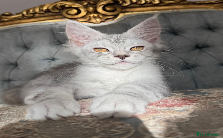 Maine Coon cats - Advert 1