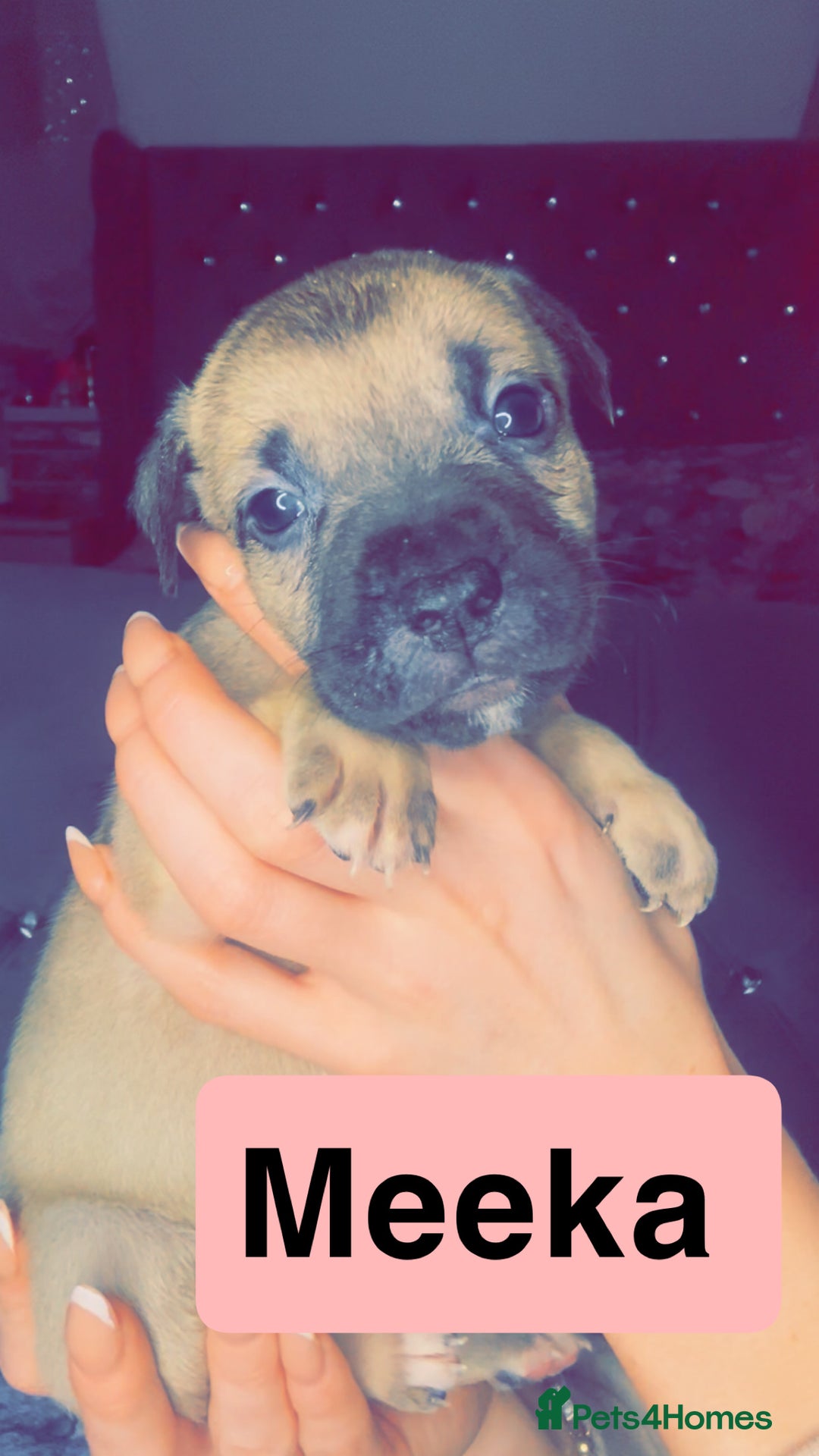 Mixed Breed dogs for sale: Mastiff puppies - Advert 19
