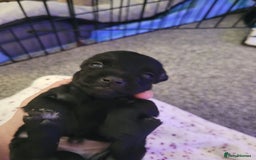 Chorkie dogs for sale: My girl has had 5 beautiful pups - Image 4
