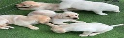 Labrador Retriever dogs for sale: Labrador puppies in South Ockendon - Advert 6