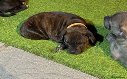 Staffordshire Bull Terrier dogs for sale: 🩷Last 1 remaining beautiful Staffy Brindle Girl🩷 - Image 10