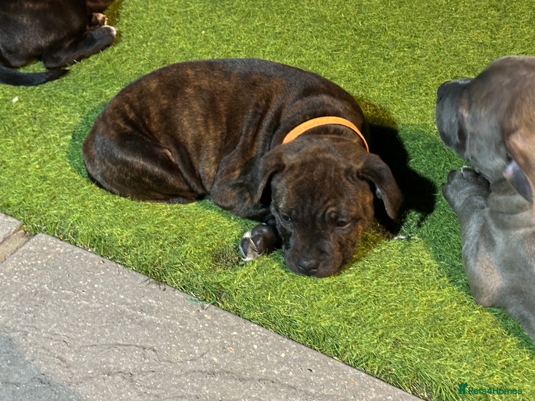 Staffordshire Bull Terrier dogs for sale: 🩷Last 1 remaining beautiful Staffy Brindle Girl🩷 - Image 10