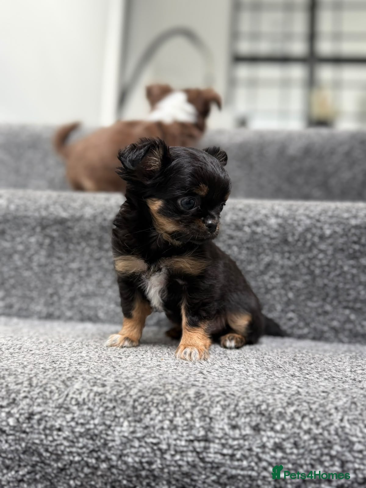 Chihuahua dogs for sale: Tiny Long Haired Chihuahua puppies  - Advert 2