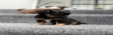 Chihuahua 2