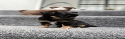 Chihuahua dogs for sale: Tiny Long Haired Chihuahua puppies  - Advert 2