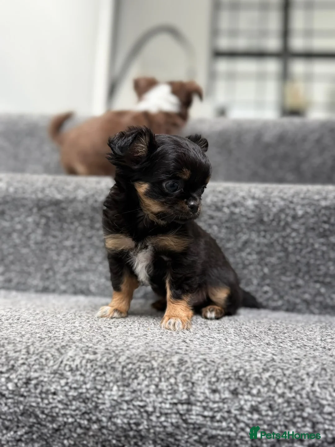 Chihuahua dogs for sale: Tiny Long Haired Chihuahua puppies  - Advert 2