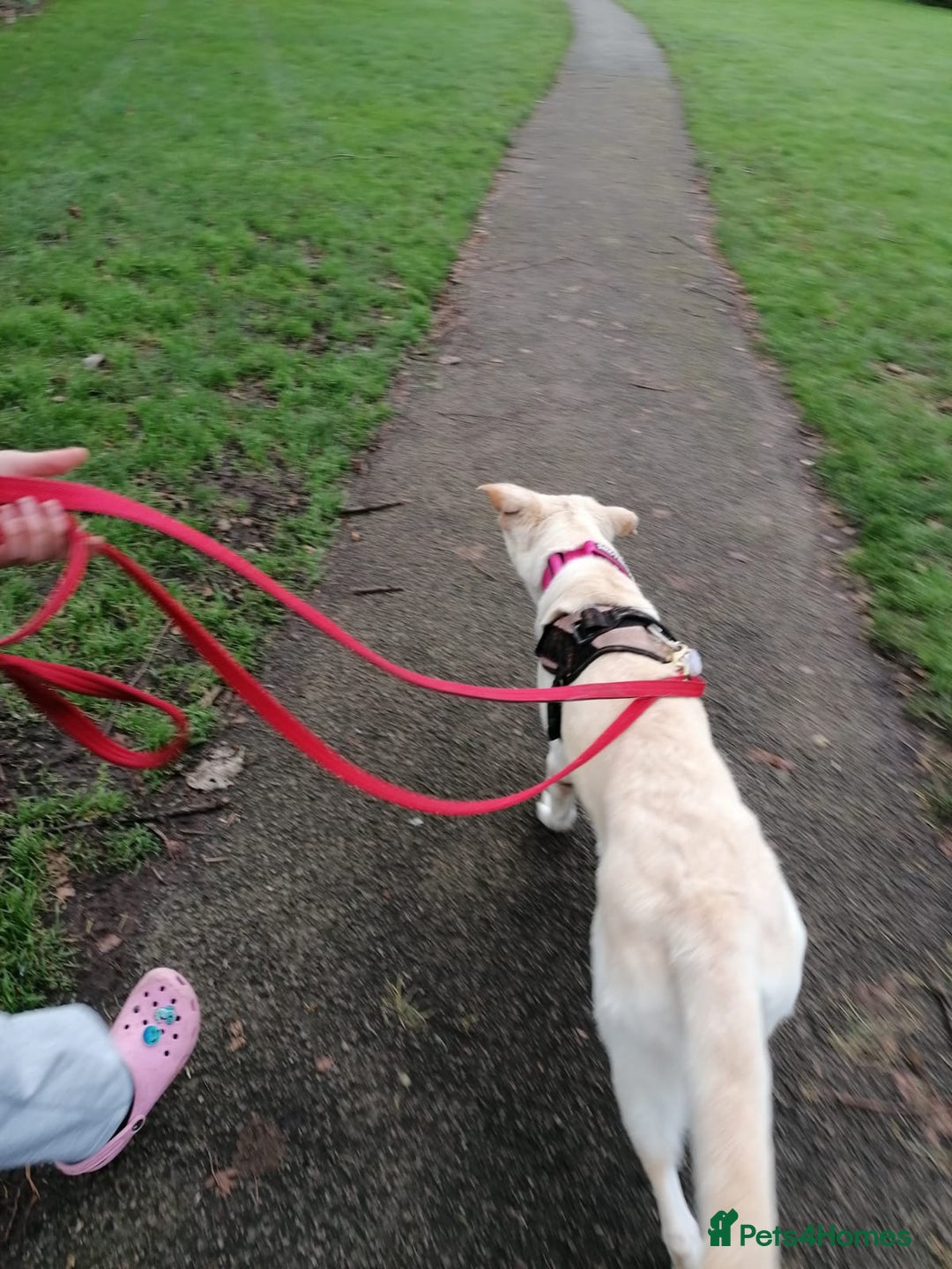 Mixed Breed dogs for adoption: ❤️🐶 HONEY – Gentle Labrador Cross Girl ❤️🐶 - Advert 15