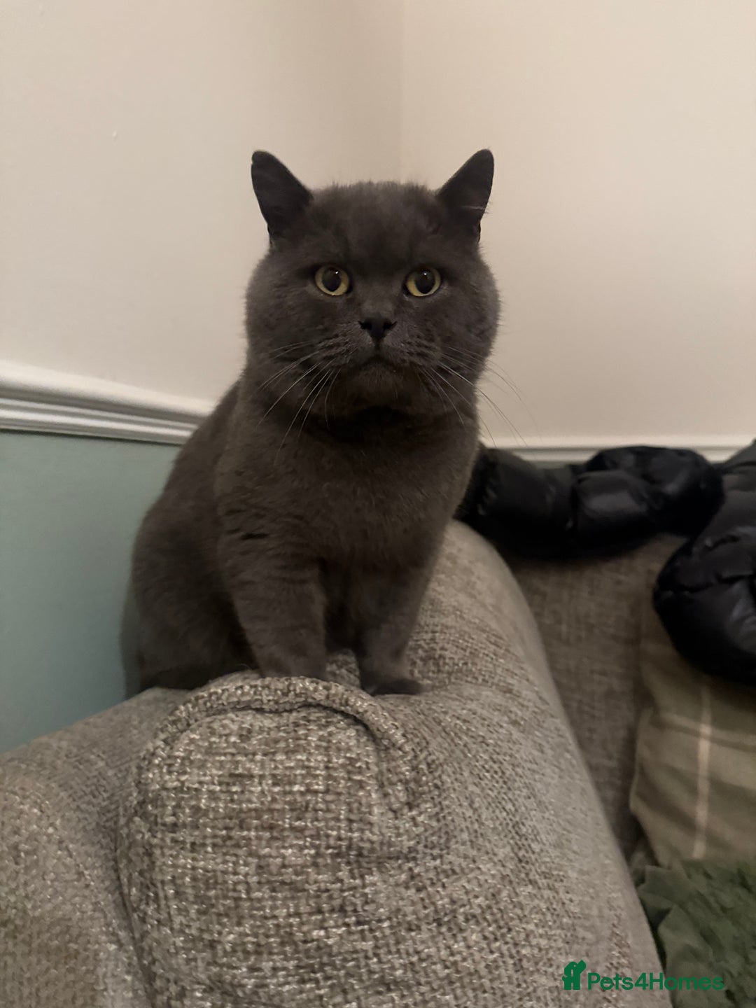 British Shorthair cats for sale: BRITISH SHORTHAIR KITTENS - Advert 13