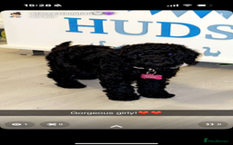 Cockapoo dogs for sale: Cockapoo  - Image 1