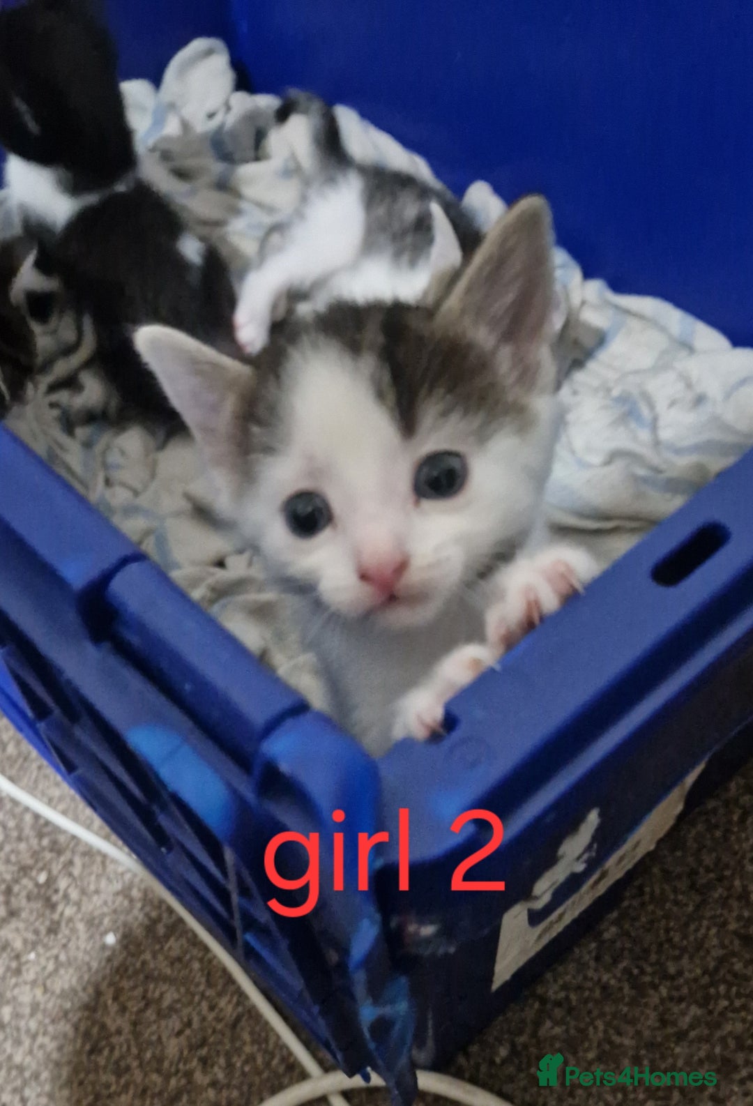Mixed Breed cats for sale: Georgous playfull kittens  - Image 1