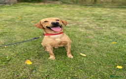 Labrador Retriever dogs for sale: SCOOBY looking for his forever home - Image 4