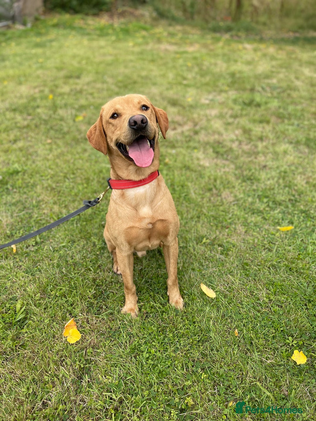 Labrador Retriever dogs for sale: SCOOBY looking for his forever home - Image 4